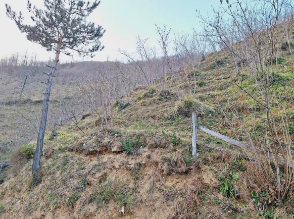 ARTVİN BORÇKA'DA 2.094 M2 SATILIK FINDIK BAHÇESİ